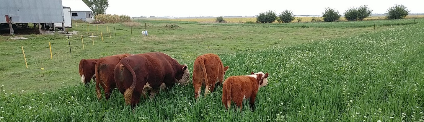 2017 cows